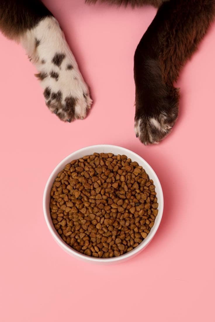 Ceramic Dog Bowl