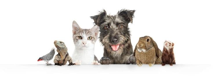 Regular vet check-up