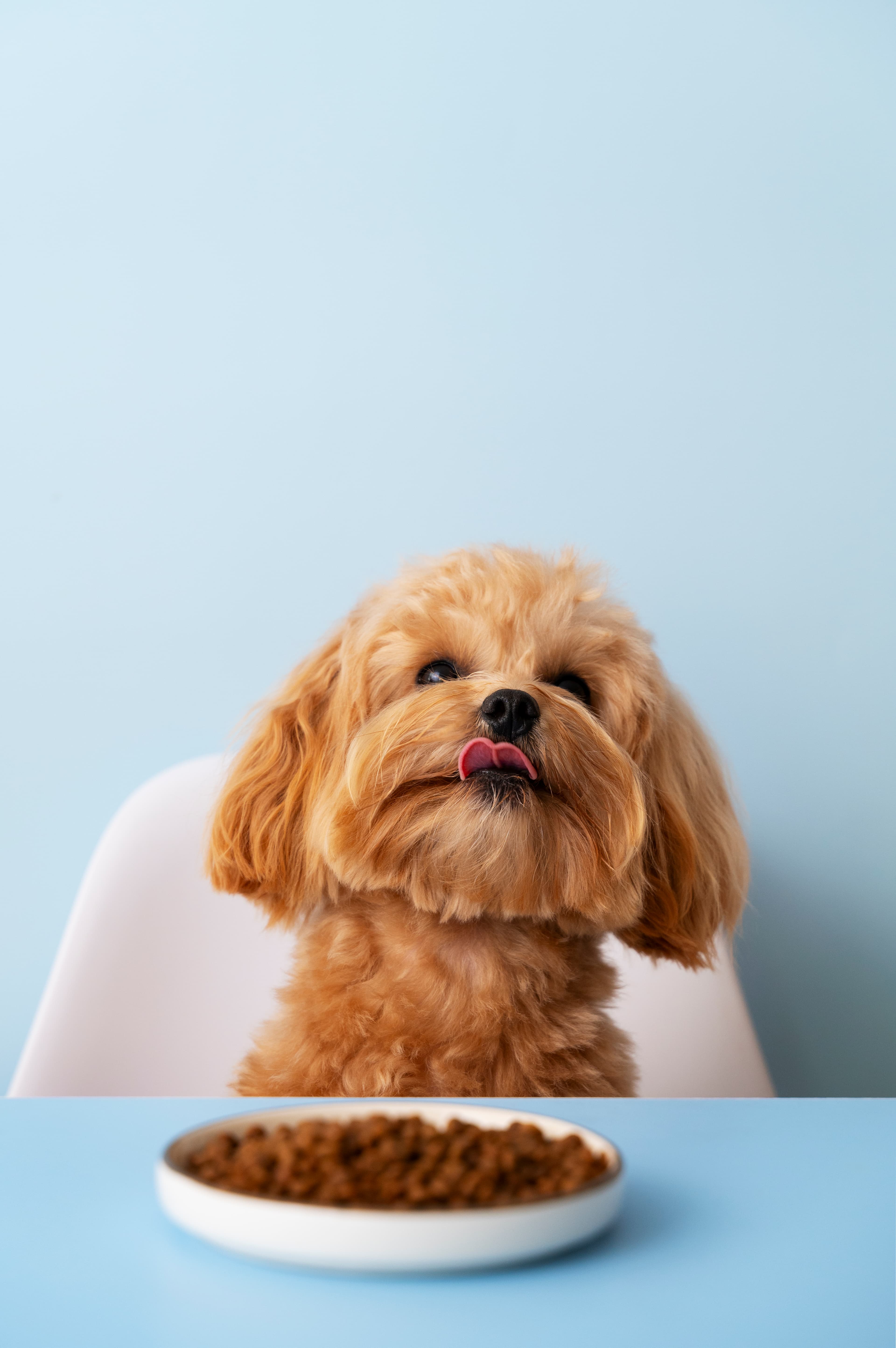 Pet Food For Dogs & Cats