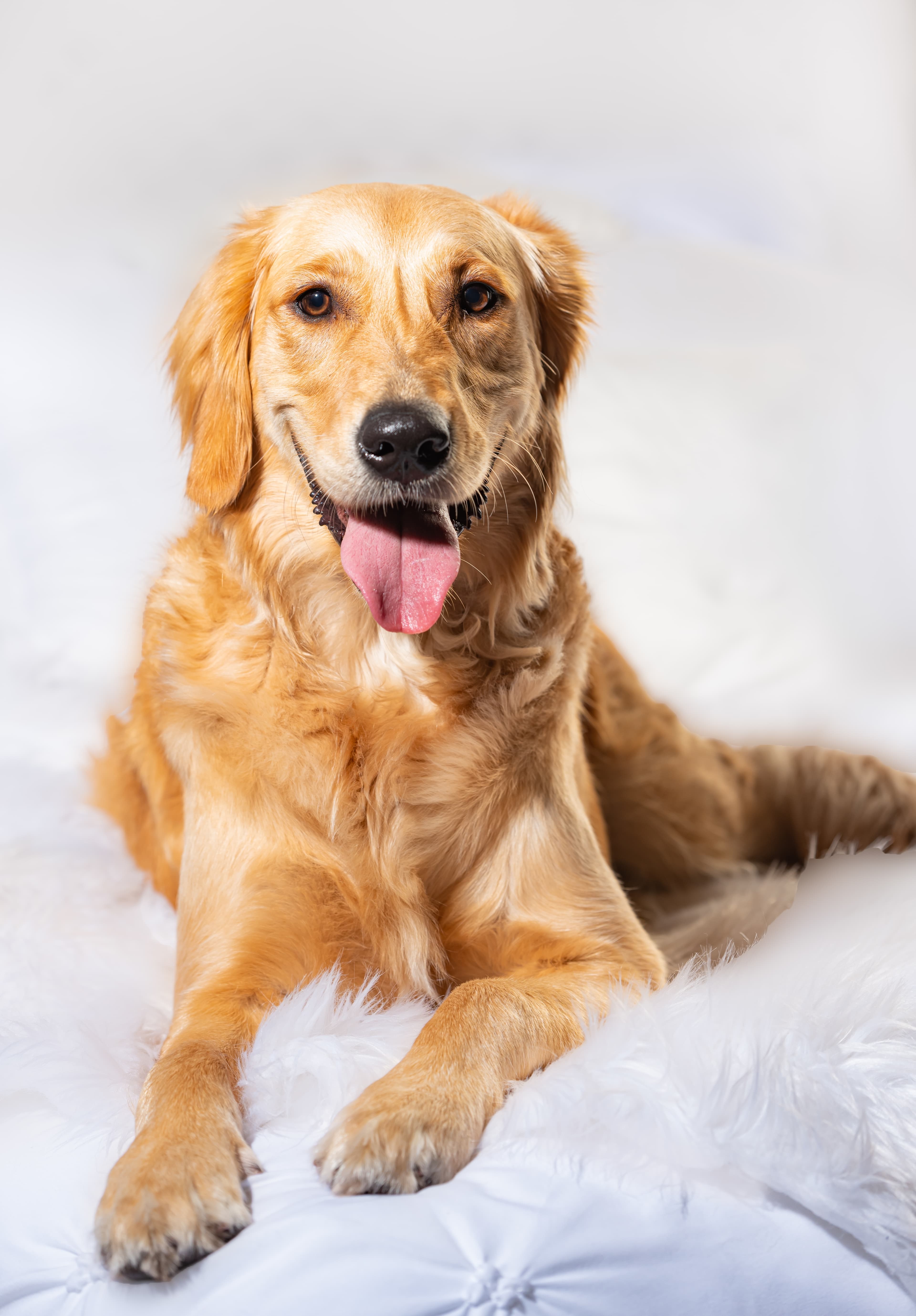 Round Pet Bed Cushion