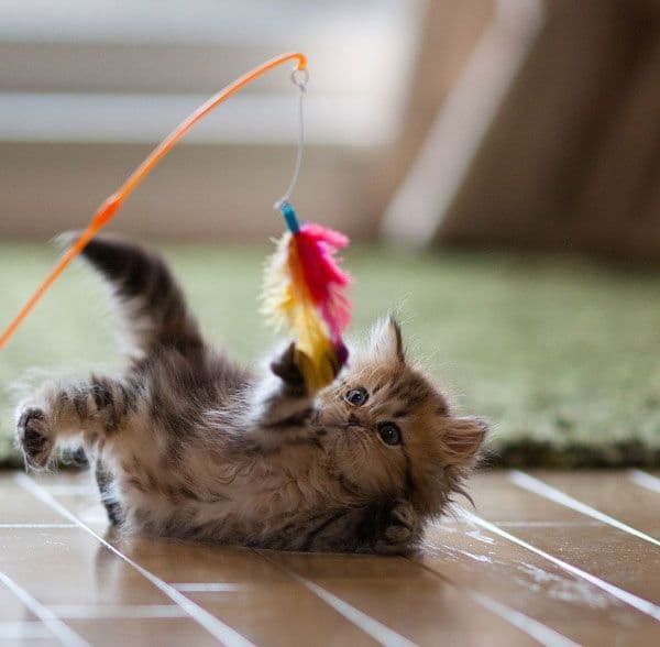 Cute kittens