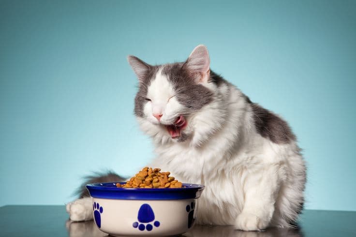 Pet